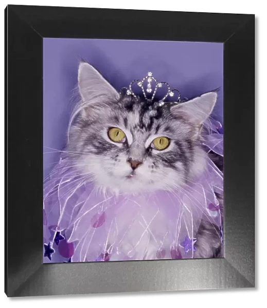 Cat wearing tiara and tutu