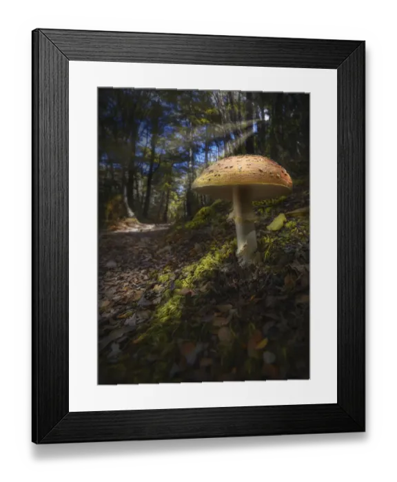 Framed Print : Musroom in Nelson Lakes, New Zealand