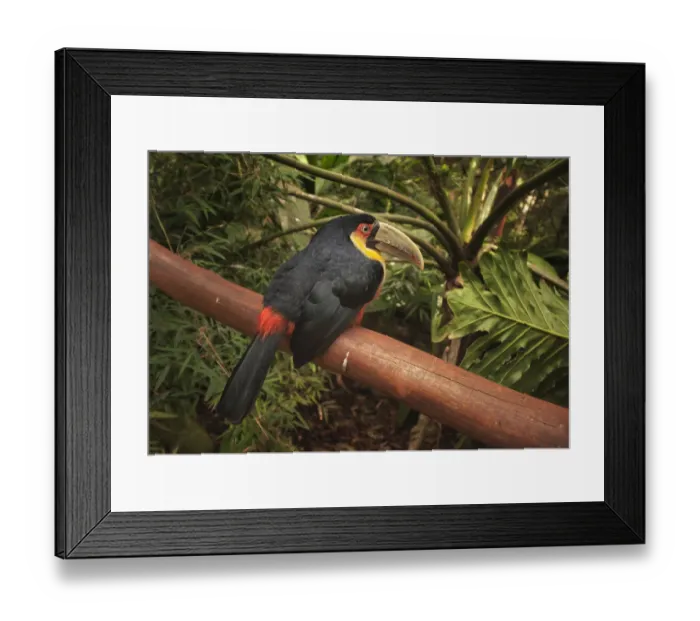 Framed Print : Canal-billed toucan in Iguazu Falls National Park, Brazil Framed Print : Canal-billed toucan in Iguazu Falls National Park, Brazil