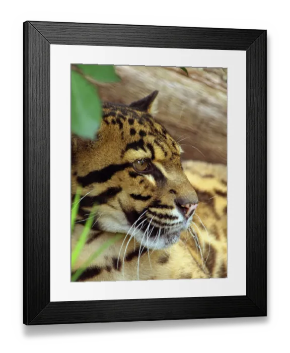 Framed Print : Clouded Leopard