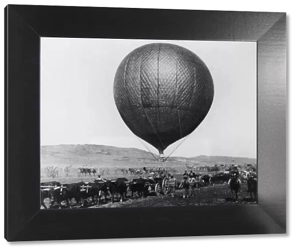 Ox Power. circa 1901: A single hot air balloon being pulled by a line of