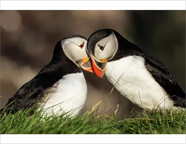 Close up of puffins courting in grassy