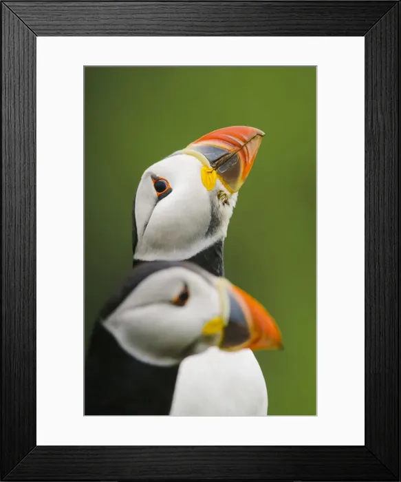 Framed Print : Puffin sizing up a rival Framed Print : Puffin sizing up a rival