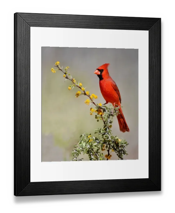 Framed Print : Red Cardinal bird in Texas