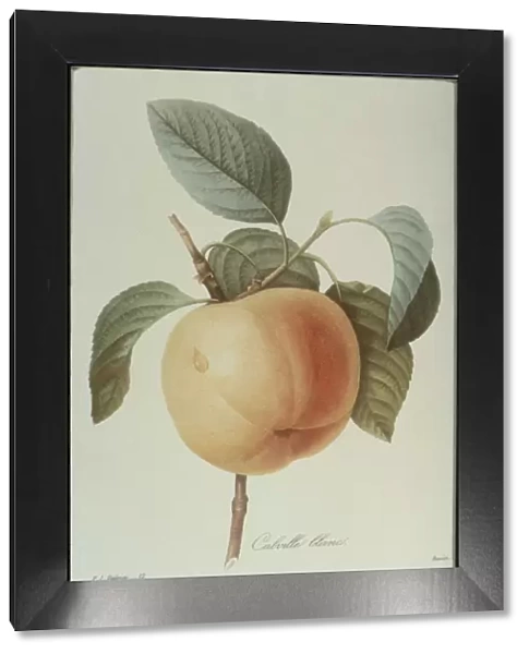 Peach. Photodisc Collection, FD001374