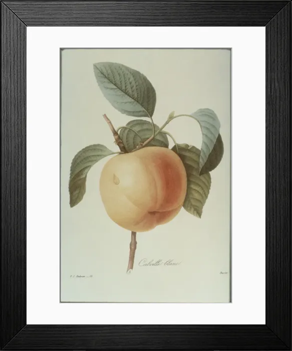 Framed Print : Peach. Photodisc Collection, FD001374