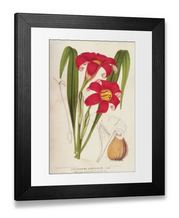 Framed Print : Gastronema Sanguineum