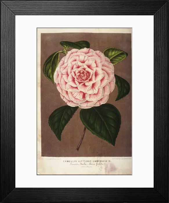 Framed Print : Pink Camellia Blossom Framed Print : Pink Camellia Blossom