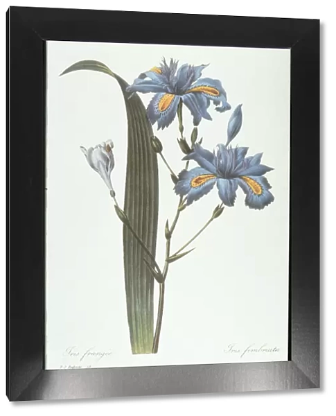 Iris. Photodisc Collection, NA003402