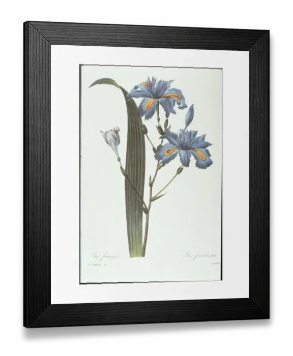 Framed Print : Iris. Photodisc Collection, NA003402 Framed Print : Iris. Photodisc Collection, NA003402