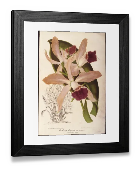 Framed Print : Epiphytic Orchids Framed Print : Epiphytic Orchids