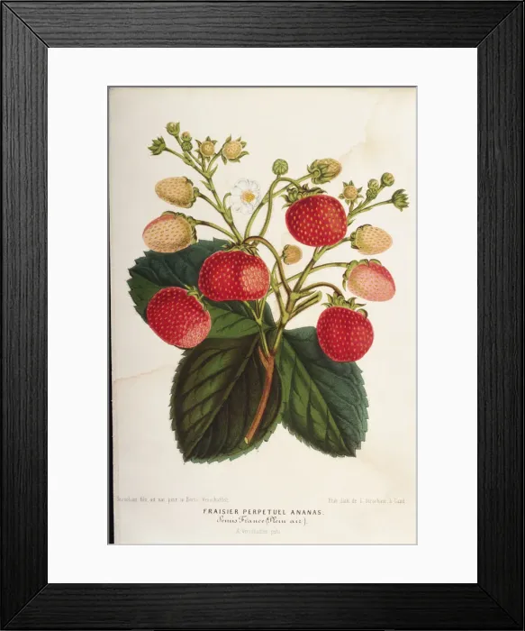 Framed Print : Strawberry Plant Framed Print : Strawberry Plant