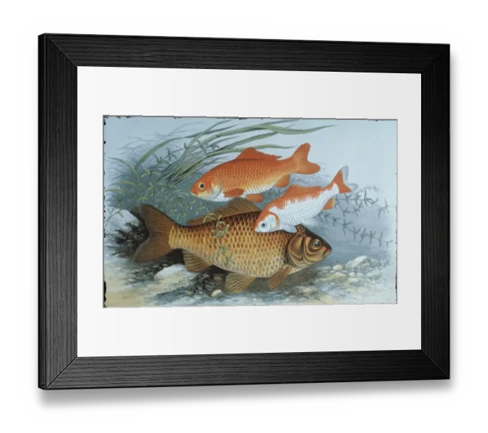Framed Print : Fish. Photodisc Collection, WL000981