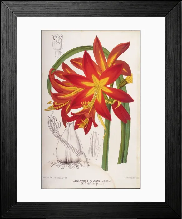 Framed Print : Illustration of Fuchsia Hybrid, 1867 Framed Print : Illustration of Fuchsia Hybrid, 1867