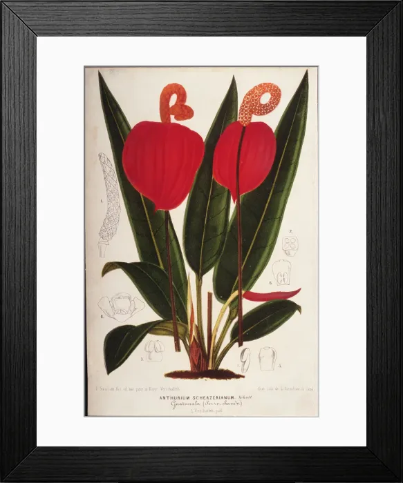Framed Print : Anthurium. Photodisc Collection, NA003388 Framed Print : Anthurium. Photodisc Collection, NA003388