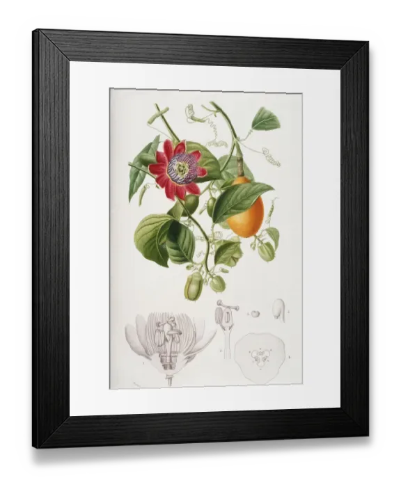 Framed Print : Persimmon. Photodisc Collection, NA003377 Framed Print : Persimmon. Photodisc Collection, NA003377