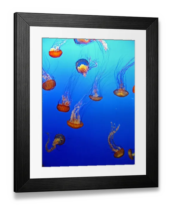 Framed Print : Jellyfish Ballet Framed Print : Jellyfish Ballet