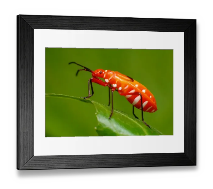 Framed Print : Cotton stainer bug