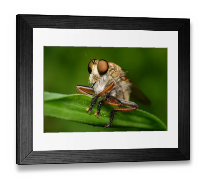 Framed Print : Robber Fly Framed Print : Robber Fly