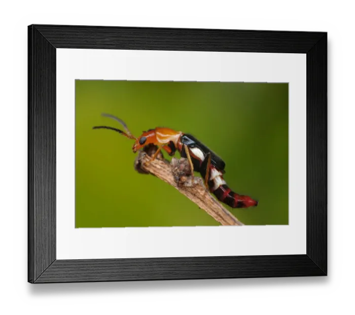 Framed Print : Melyrid Beetle (Yellow Soft-winged Flower Beetle) Framed Print : Melyrid Beetle (Yellow Soft-winged Flower Beetle)