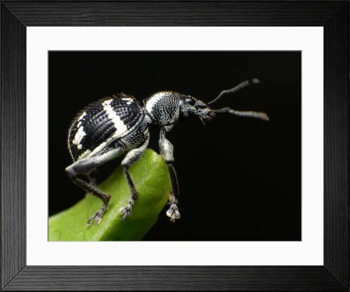 Framed Print : Weevils on leaf with black background Framed Print : Weevils on leaf with black background