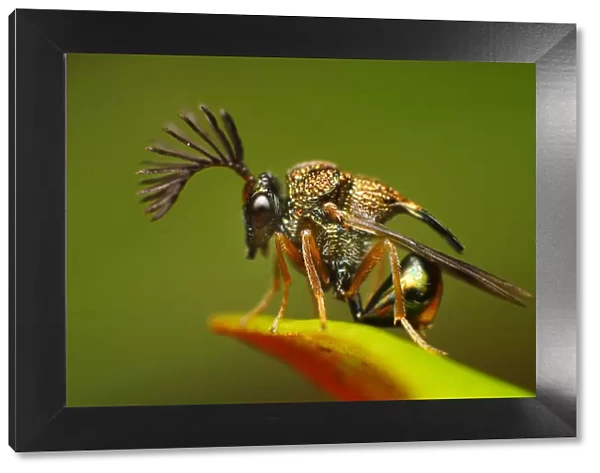 Eucharitid wasps