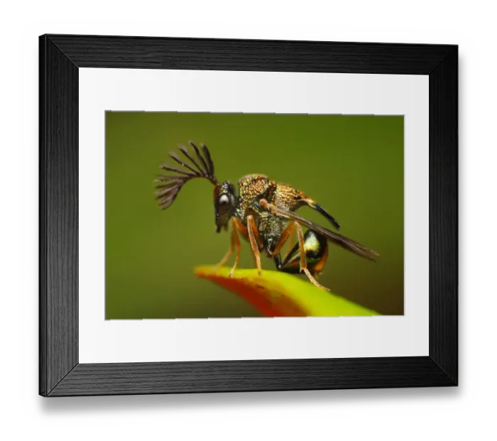 Framed Print : Eucharitid wasps Framed Print : Eucharitid wasps