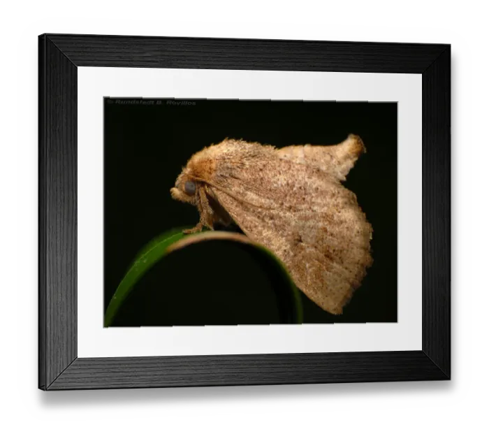 Framed Print : Moth is an insect closely related to butterfly, both being of order Lepidoptera Framed Print : Moth is an insect closely related to butterfly, both being of order Lepidoptera