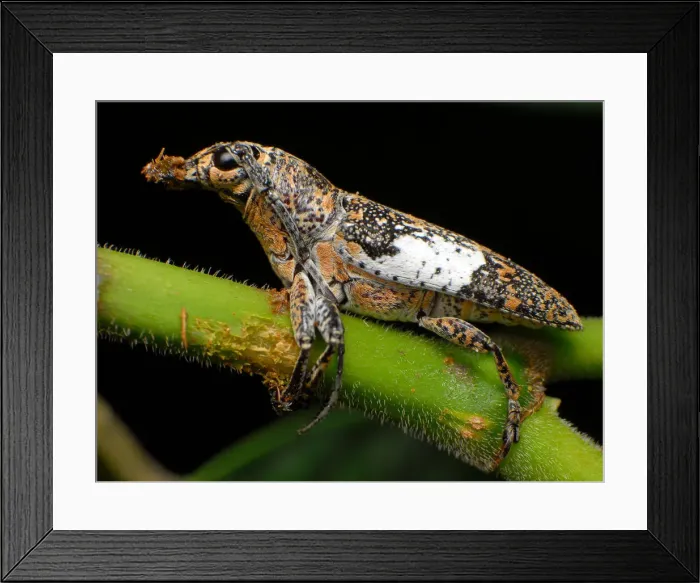 Framed Print : Longhorn Beetle Framed Print : Longhorn Beetle