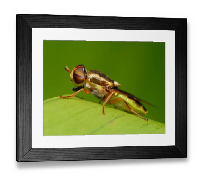Framed Print : Syrphid fly Framed Print : Syrphid fly