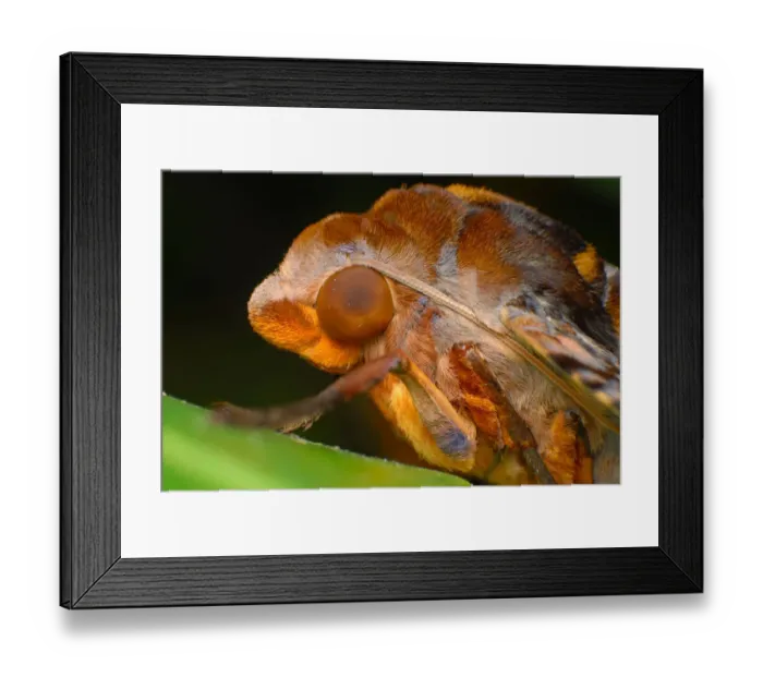 Framed Print : Moth on stem Framed Print : Moth on stem