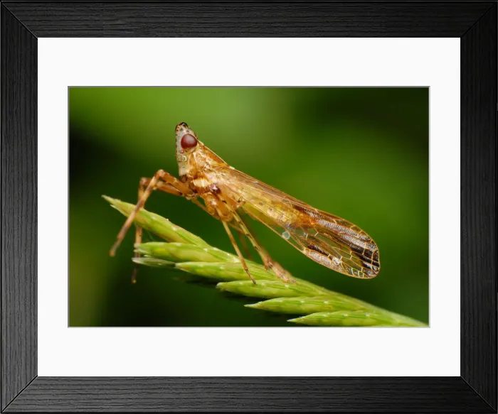 Framed Print : Planthopper Framed Print : Planthopper