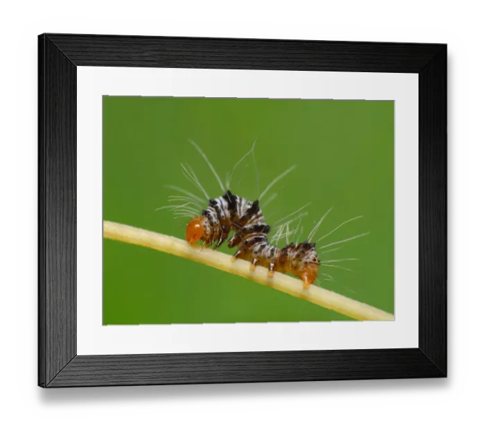 Framed Print : Caterpillar Framed Print : Caterpillar