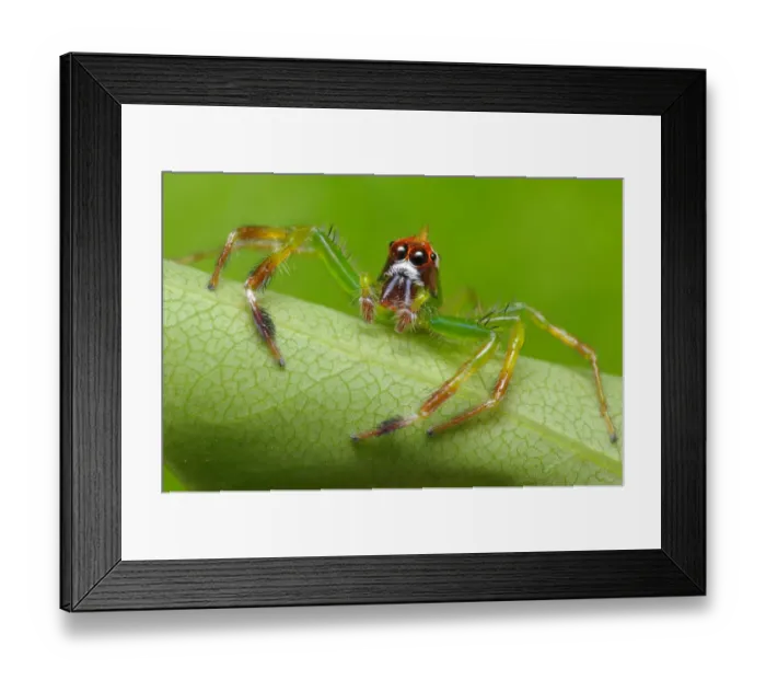 Framed Print : Yellow lined Epeus
