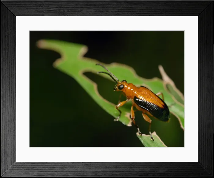 Framed Print : Leaf bug. Leaf-eating bug on leaf Framed Print : Leaf bug. Leaf-eating bug on leaf
