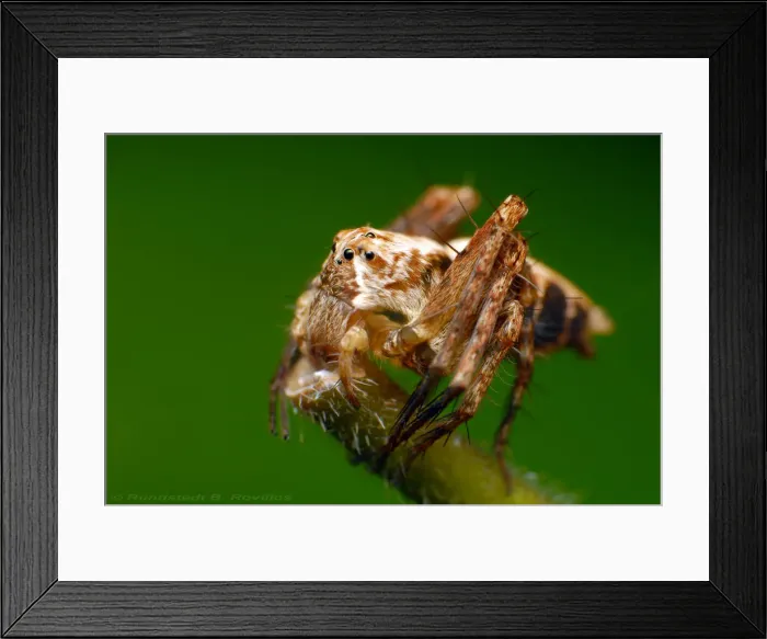 Framed Print : Lynx spider Framed Print : Lynx spider