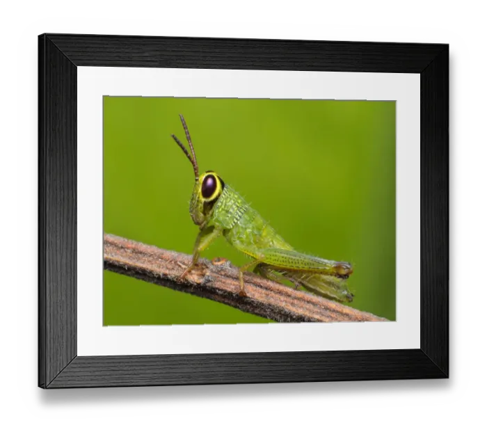 Framed Print : Grasshopper Framed Print : Grasshopper