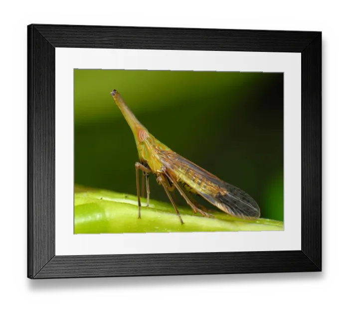 Framed Print : Planthopper Framed Print : Planthopper