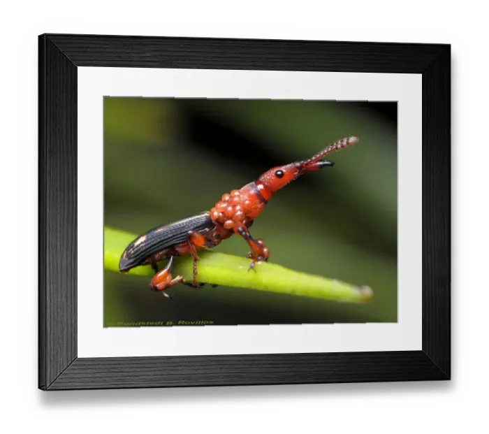 Framed Print : Oak Timberworm Arrhenodes minutus Framed Print : Oak Timberworm Arrhenodes minutus