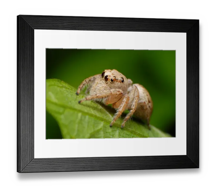Framed Print : Jumping spider Framed Print : Jumping spider
