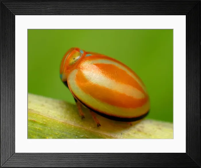 Framed Print : Planthopper Framed Print : Planthopper