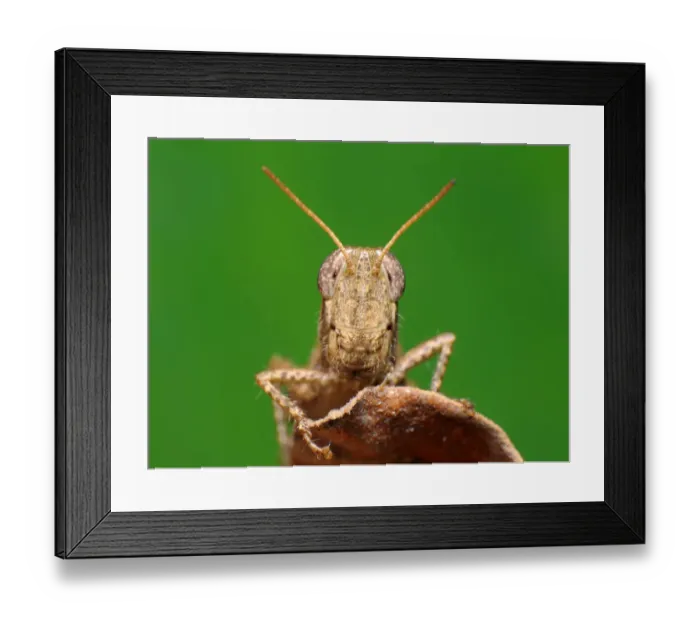 Framed Print : Grasshopper Framed Print : Grasshopper