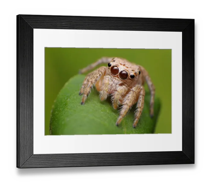 Framed Print : Jumping spider Framed Print : Jumping spider
