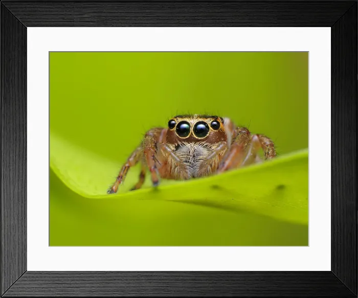 Framed Print : Jumping spider Framed Print : Jumping spider