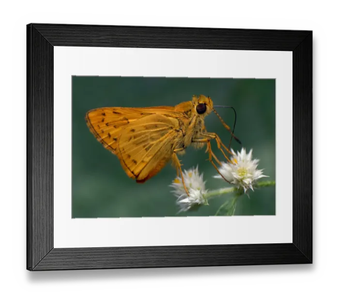 Framed Print : Skipper butterfly Framed Print : Skipper butterfly