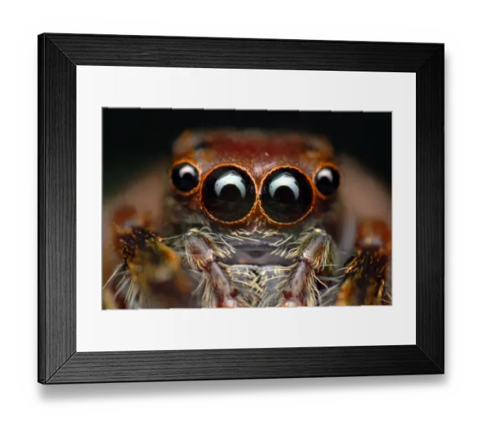 Framed Print : Jumping spider Framed Print : Jumping spider