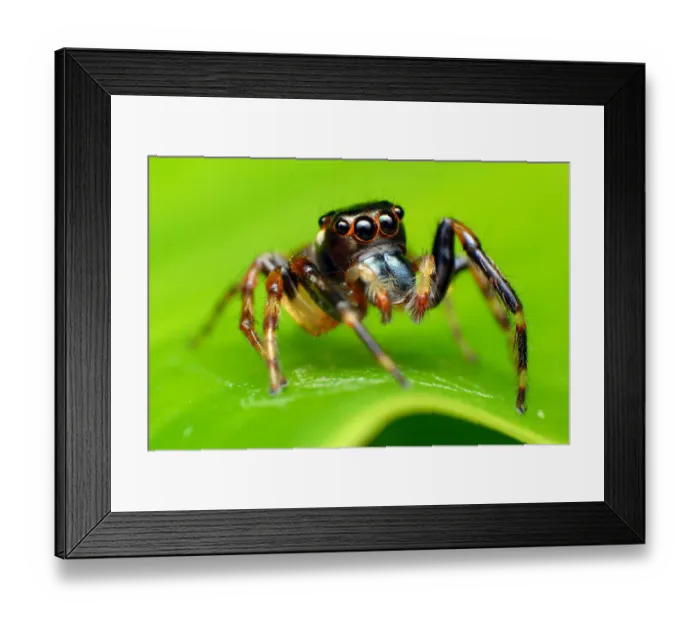Framed Print : Jumping spider on leaf Framed Print : Jumping spider on leaf