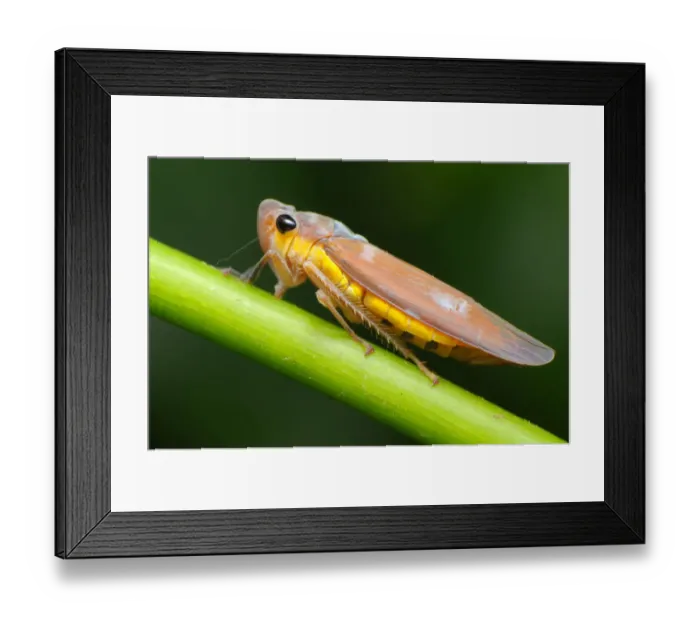 Framed Print : Large Brown Leafhopper (Bothrogonia ferruginea) Framed Print : Large Brown Leafhopper (Bothrogonia ferruginea)