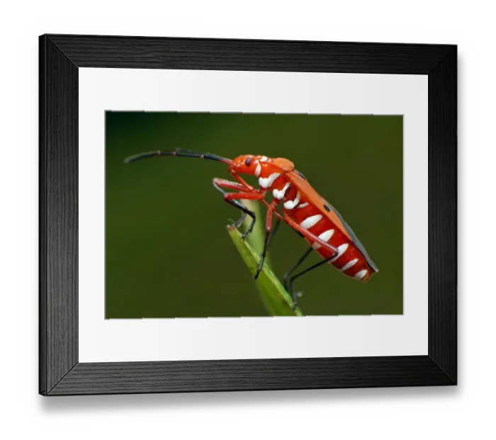 Framed Print : Pyrrhocoridae Framed Print : Pyrrhocoridae