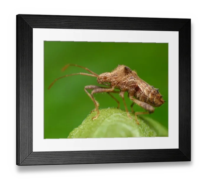 Framed Print : True bug. Close up of true bugs Framed Print : True bug. Close up of true bugs